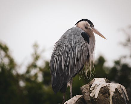 birdwatching in a peaceful park