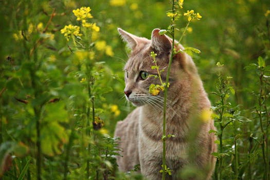 pet memorial with flowers